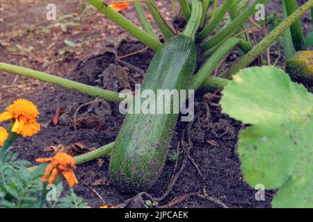 Grüne Zucchini in der Landwirtschaft und Ernte. Zucchini wächst im rustikalen Garten. Gemüse zu Hause anbauen. Stockfoto