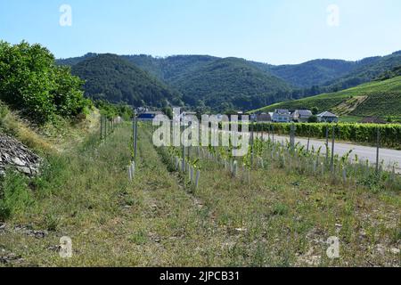 Ahrtalstraße zwischen Dernau und Rech im Jahr 2022 Stockfoto