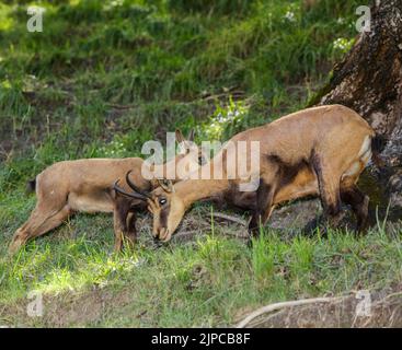 Weibliche Gämsen (Rupicapra rupicapra, Familie: bovidae) mit ihrem Jungen (Aostatal, Italien). Stockfoto