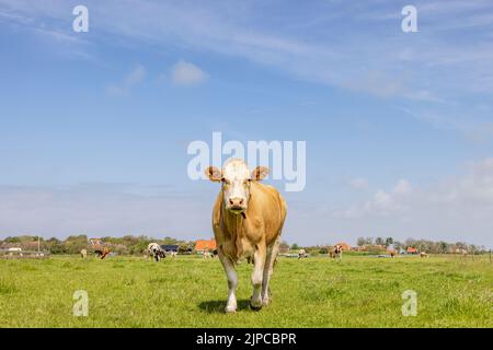 Karamellkuh, gefärbt weich braun, allein im Feld gehend, in einem grünen Feld, blauer Himmel, Horizont über Land schauend Stockfoto