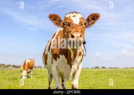 Nosy Kuh, neugierig, entgegenkommend in einem grünen Feld, nähert sich, auf einer Weide unter einem blauen Himmel zu Fuß, Horizont über Land Stockfoto