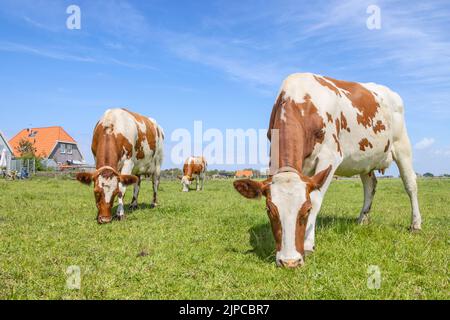 Zwei Kühe grasen rot gefleckt auf weiß, Kopf nach unten, Seite an Seite im Gras auf einem grünen Weidefeld unter einem blauen Himmel Stockfoto