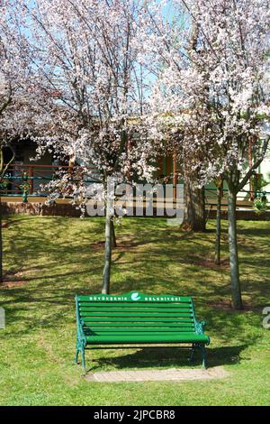 Grüne Holzbank in blühenden Bäumen im Frühjahr und grünes Gras im Park Stockfoto