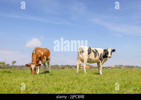 2 schwarz-rot-weiße Kühe, grasen auf einer Weide unter einem blauen Himmel und Horizont über Land Stockfoto