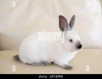 Kleiner weißer Hase - kleines Baby Tier mit roten Augen Stockfoto