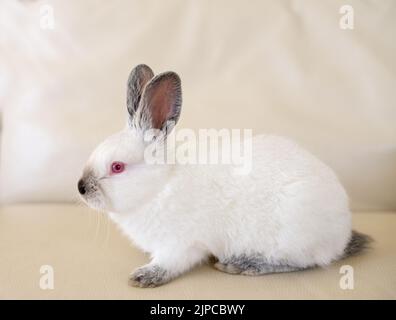 Seitenansicht von weißen niedlichen Kaninchen mit roten Augen sitzen isoliert auf weißem Hintergrund. Stockfoto