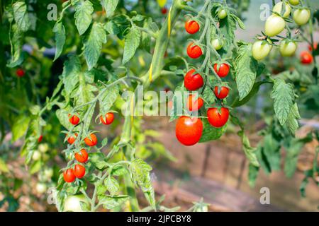 Gruppe von roten Kirschtomaten auf einer grünen Pflanze in einem Gewächshaus. Stockfoto