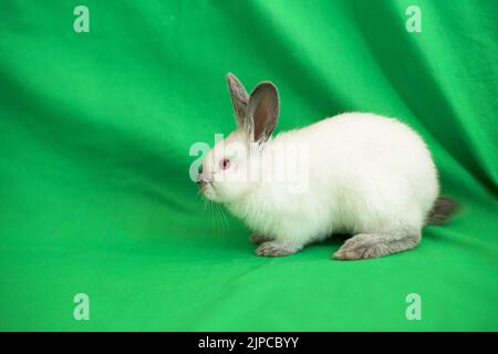 Ein kleiner weißer Hase auf grünem Hintergrund Stockfoto
