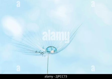 Schöner Wassertropfen auf einem Sandelionsaatmakro in der Natur. Stockfoto