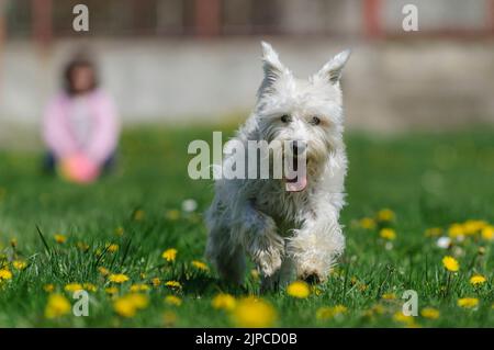 Kleiner weißer, flauschiger Zwergschnauzer-Hund, der auf grünem Gras läuft und gelbe Blumen zur Kamera zeigen Stockfoto