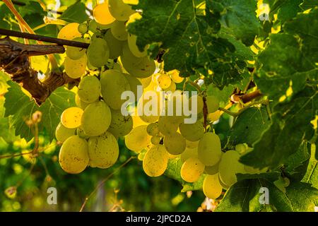 Grape White Italy mit großen, goldenen und saftigen Beeren, mit einem ausgesprochen süßen Geschmack, ist eine Frucht reich an antioxidativen Eigenschaften. Abruzzen, Italien Stockfoto