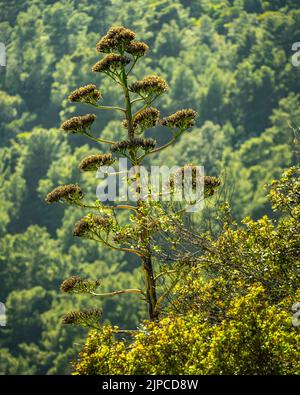 Blume der Agave-Pflanze im bewaldeten Gestrüpp des Gargano-Nationalparks. Provinz Foggia, Apulien, Italien, Europa Stockfoto