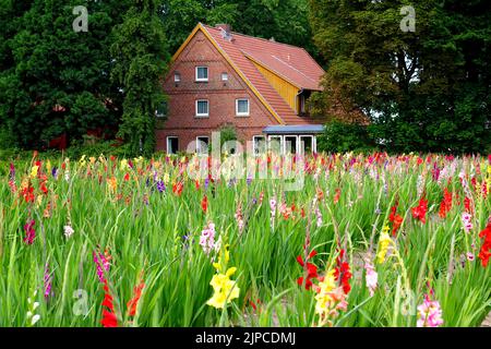 Feld der farbigen Gladiolen. Bauernhof wächst Blumen, Gladiolusfeld mit Backsteinhaus Stockfoto