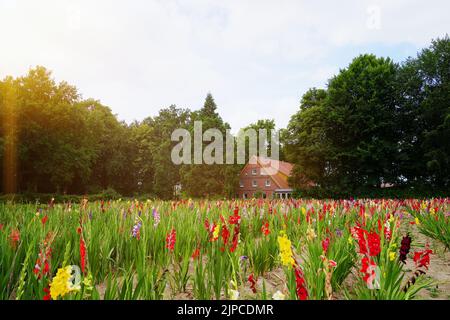 Feld der farbigen Gladiolen. Bauernhof wächst Blumen, Gladiolusfeld mit Backsteinhaus Stockfoto