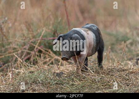 sattelferkel auf einem Feld Stockfoto