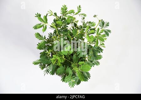 Mimosa pudica Zimmerpflanze, auch bekannt als empfindliche Pflanze, verschlamme Pflanze, Action-Pflanze, Touch-Me-Not und Schampflanze. Isoliert vor weißem Hintergrund Stockfoto