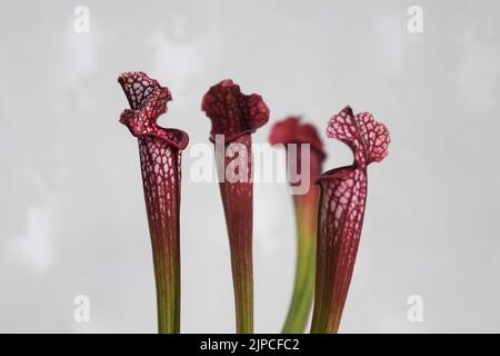 Sarracenia leucophylla fleischfressende insectivoröse Zimmerpflanze, allgemein bekannt als Trompetenbecher. Nahaufnahme von vier purpurnen Kännchen, isoliert auf Weiß. Stockfoto