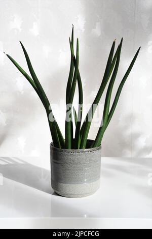 Dracaena angolensis, alias Sansevieria cylindrica, allgemein bekannt als zylindrische Schlangenpflanze und afrikanischer Speer. Grüne Zimmerpflanze isoliert auf Weiß. Stockfoto