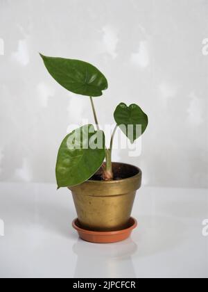 Alocasia wentii Zimmerpflanze, allgemein bekannt als Elefantenohrpflanze, in einem Goldtopf. Isoliert vor weißem Hintergrund. Hochformat. Stockfoto