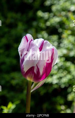 Garten mit Rem's Lieblings-Tulpen Tulpen Tulpen blühende Tulpen in einem Garten Grenzen Frühling Frühling Frühling April Mai UK Rems Stockfoto