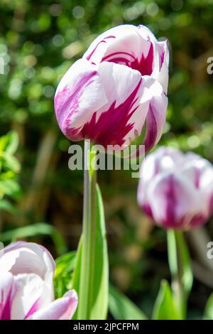 Garten mit Rem's Lieblings-Tulpen Tulpen Tulpen blühende Tulpen in einem Garten Grenzen Frühling Frühling Frühling April Mai UK Rems Stockfoto