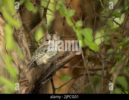 Das Gefieder der African Scops Owl ist perfekt getarnt, um sich in den Hintergrund der Baumrinde zu integrieren, an der seine Reste zu sehen sind. Stockfoto