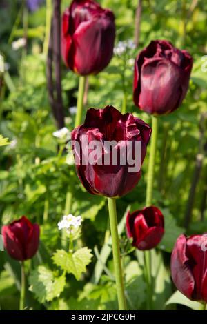 Garten mit Paul Scherer Tulpen Tulpen Tulpen Blumen blühen in einem Garten Grenze Frühling Frühling Frühling Großbritannien Stockfoto