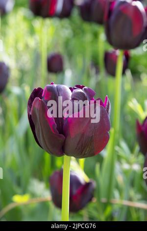 Garten mit Paul Scherer Tulpen Tulpen Tulpen Blumen blühen in einem Garten Grenze Frühling Frühling Frühling Großbritannien Stockfoto