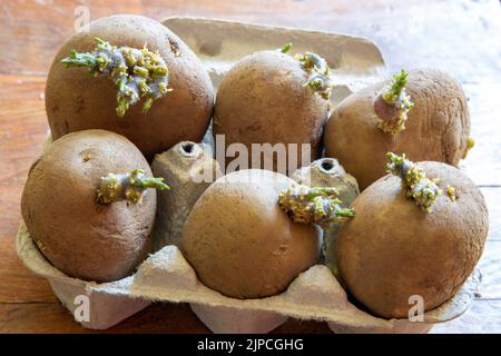 Kartoffelrute Pflanzkartoffeln - Maris Piper Pflanzkartoffeln in Pappeierkarton Stockfoto
