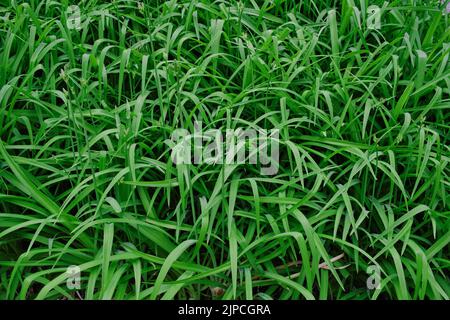 Textur eines hohen grünen Grases im Feld. Natürlicher Hintergrund. Stockfoto