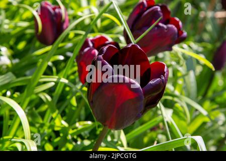 Continental Tulip Tulpen Tulipa Blume Blumen im Garten - var 'Continental' - Blüte in einem Garten Grenze Frühling Frühling Frühling Großbritannien Stockfoto