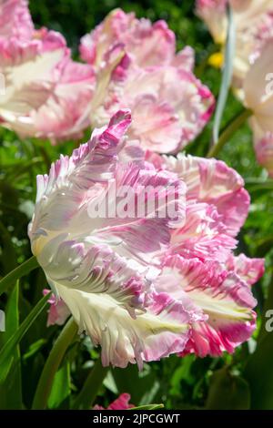 Garten mit Tulpen var. Webers Papagei - Tulpe tulipa blüht mit Staubgefäßen an einer Blumengrenze im April Mai Frühling Frühling Großbritannien - Papageientulpen Stockfoto