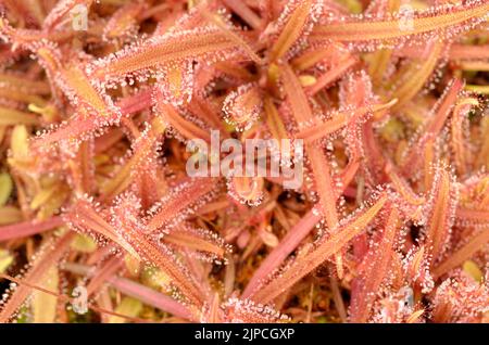 Drosera adelae Pflanzen Stockfoto