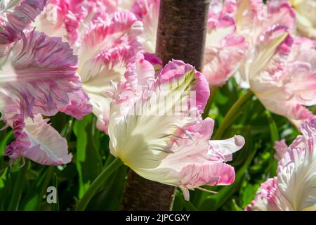 Garten mit Tulpen var. Webers Papagei - Tulpe tulipa blüht mit Staubgefäßen an einer Blumengrenze im April Mai Frühling Frühling Großbritannien - Papageientulpen Stockfoto