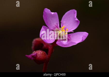 Drosera aliciae blüht Stockfoto