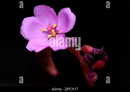 Drosera capensis rote Blume Stockfoto