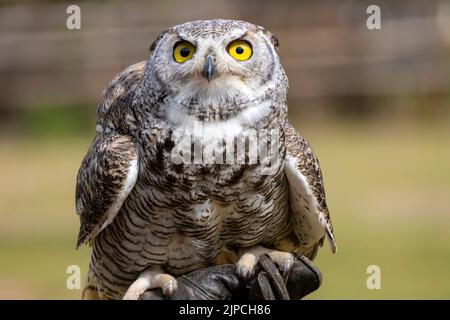 Nahaufnahme der großen Hornkauz Stockfoto