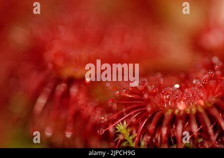Drosera slackii Stockfoto