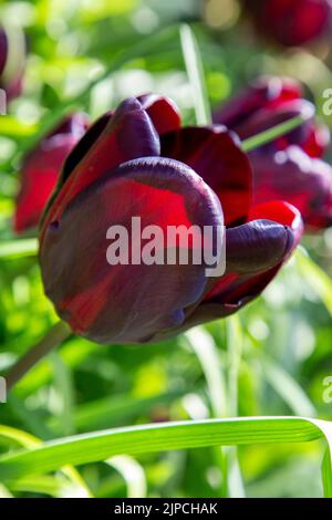 Garten mit var. Continental Tulip Tulpen Tulipa Blume blüht in einem Garten Grenze Frühling Frühling Frühling April Mai UK Stockfoto