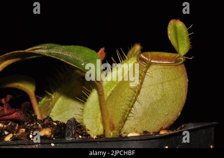 Nepenthes ampullaria Stockfoto