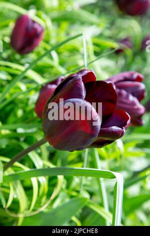 Garten mit var. Continental Tulip Tulpen Tulipa Blume blüht in einem Garten Grenze Frühling Frühling Frühling April Mai UK Stockfoto