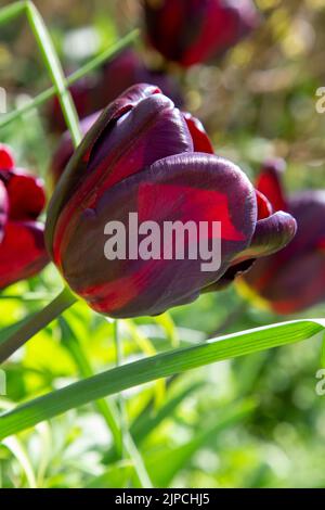 Garten mit var. Continental Tulip Tulpen Tulipa Blume blüht in einem Garten Grenze Frühling Frühling Frühling April Mai UK Stockfoto