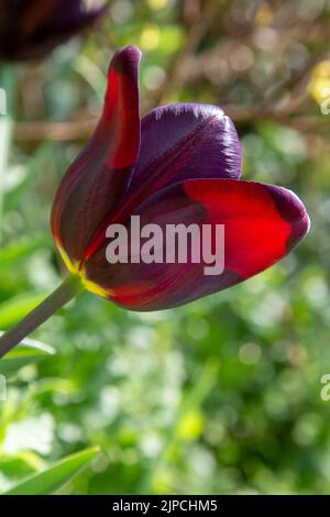 Garten mit var. Continental Tulip Tulpen Tulipa Blume blüht in einem Garten Grenze Frühling Frühling Frühling April Mai UK Stockfoto