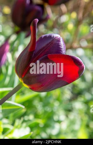 Garten mit var. Continental Tulip Tulpen Tulipa Blume blüht in einem Garten Grenze Frühling Frühling Frühling April Mai UK Stockfoto