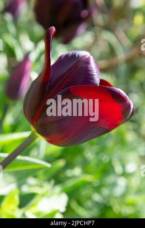 Garten mit var. Continental Tulip Tulpen Tulipa Blume blüht in einem Garten Grenze Frühling Frühling Frühling April Mai UK Stockfoto