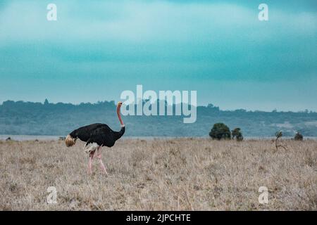 Männliche Strauße wandern im Wilderness Savannah Grasslands Nairobi National Park in Kenia Capital der gewöhnliche Strauß (Struthio camelus), oder einfach os Stockfoto