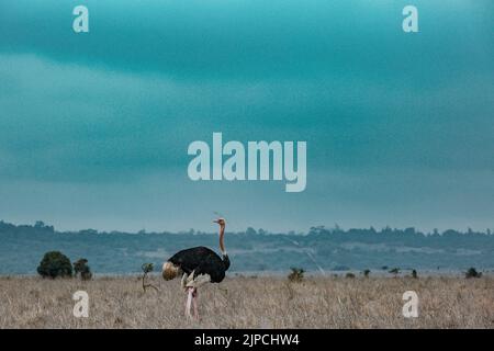 Männliche Strauße wandern im Wilderness Savannah Grasslands Nairobi National Park in Kenia Capital der gewöhnliche Strauß (Struthio camelus), oder einfach os Stockfoto