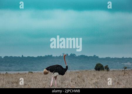Männliche Strauße wandern im Wilderness Savannah Grasslands Nairobi National Park in Kenia Capital der gewöhnliche Strauß (Struthio camelus), oder einfach os Stockfoto