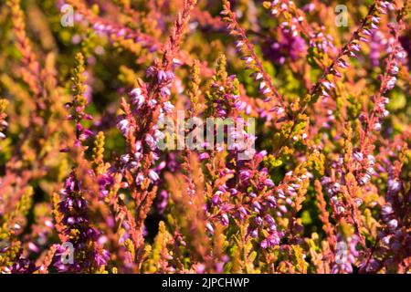 Blühend, Calluna vulgaris, „Wickwar Flame“, Calluna Heidekraut, blühend, Calluna, „Wickwar Flame“ Blume Stockfoto