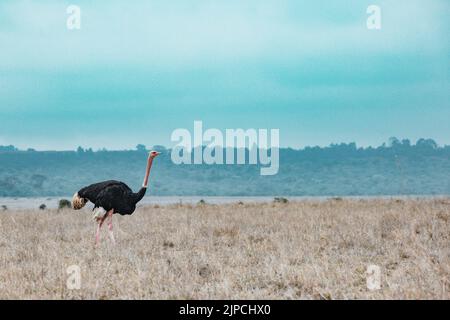 Männliche Strauße wandern im Wilderness Savannah Grasslands Nairobi National Park in Kenia Capital der gewöhnliche Strauß (Struthio camelus), oder einfach os Stockfoto